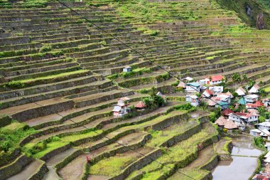   coultivation pirinç Teras alanı   