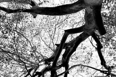 bitki ve ağaç Milli Parkı içinde 