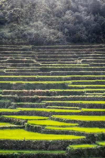 Campo de terraço para coultivação de arroz — Fotografia de Stock