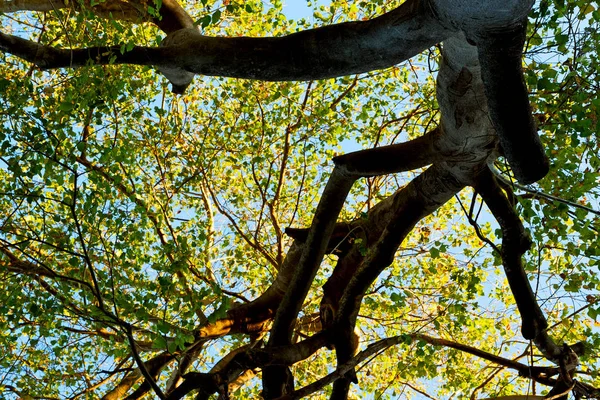 Planta e árvore no parque nacional — Fotografia de Stock