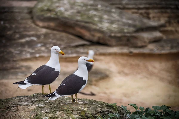Güney Afrika kıyı şeridi pelerinli martı