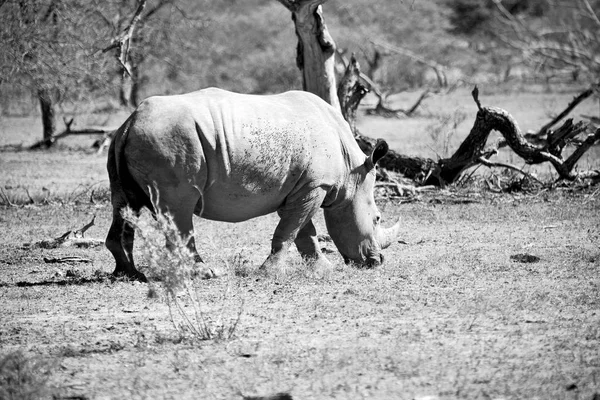 In Sudafrica riserva naturale e rinoceronte — Foto Stock