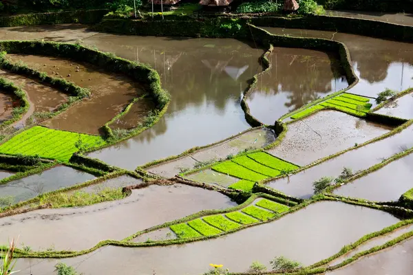 Campo de terraza para el coultivation de arroz —  Fotos de Stock