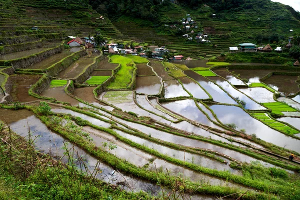 Terrace   field for  coultivation of rice — Stock Photo, Image