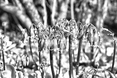 Güney Afrika'da yakın çekim kırmızı turuncu kaktüs flowe