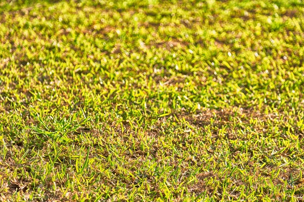 Abstraktes Gras wie Hintergrund verschwimmen lassen — Stockfoto