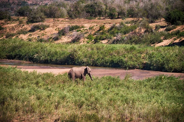 En Afrique du Sud éléphant sauvage — Photo