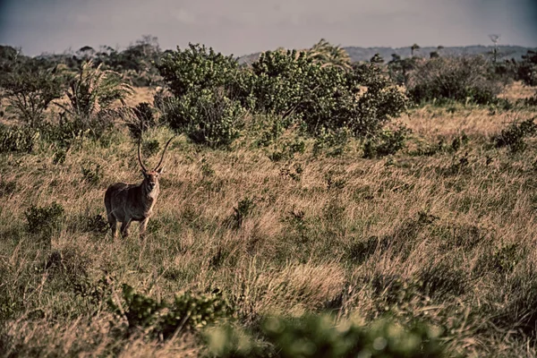 I Sydafrika wildlife impala — Stockfoto