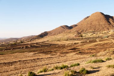   Güney Afrika'da kara çalı ve ağaç 
