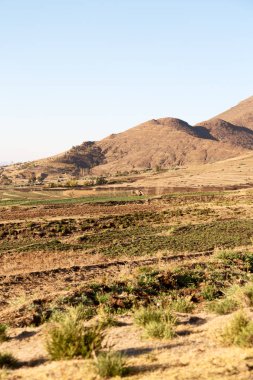   Güney Afrika'da kara çalı ve ağaç 