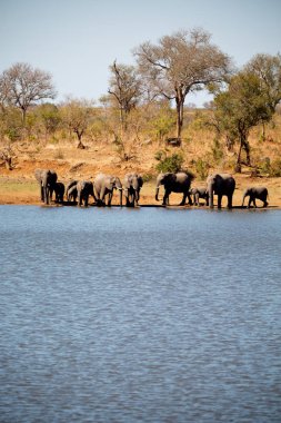 Güney Afrika 'da bulanık. Vahşi doğa koruma alanı ve vahşi fil.