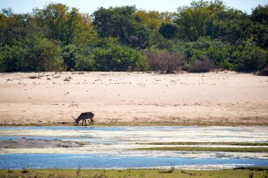 Güney Afrika'da bulanıklık kruger yaban hayatı doğa rezerv ve vahşi Impala