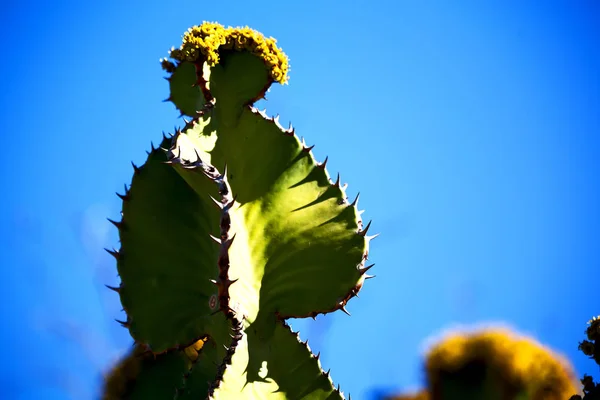 En Sudáfrica flor cielo y cactus —  Fotos de Stock