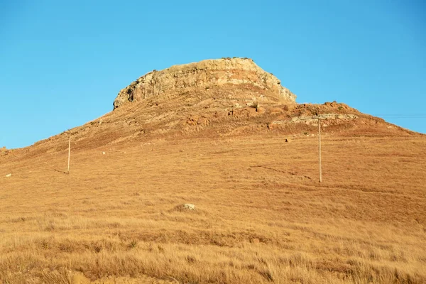 En Afrique du Sud arbuste et arbre — Photo