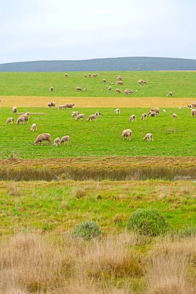 Güney Afrika'da bitki toprak bush ve koyun — Stok fotoğraf