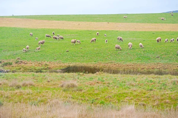 Na África do Sul planta arbusto e ovelha — Fotografia de Stock