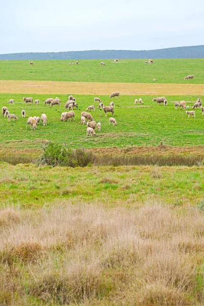 In south africa plant      land bush   and sheep — Stock Photo, Image