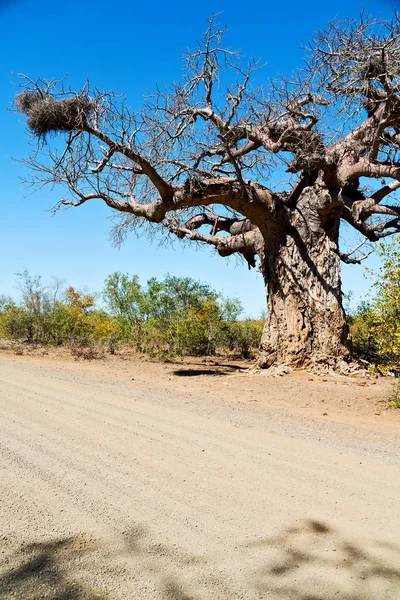 Güney Afrika ev ve baobab — Stok fotoğraf