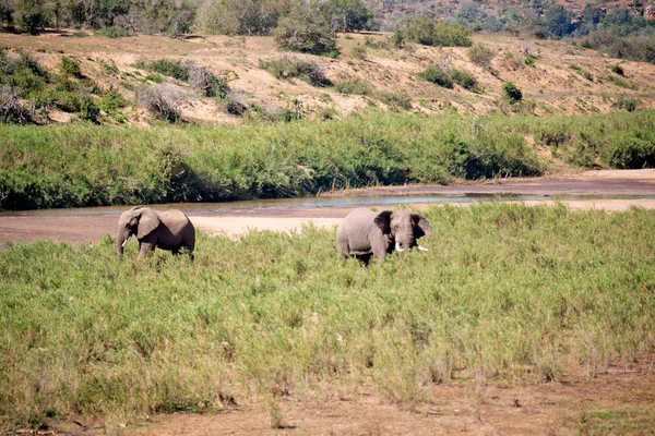 Rozmycie Południowej Afryce Kruger Rezerwat Przyrody Dzikiego Słonia — Zdjęcie stockowe