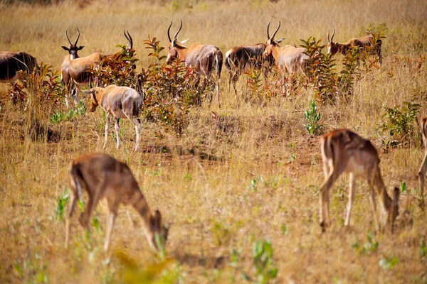 Sfocatura Sudafrica Kruger Riserva Naturale Della Fauna Selvatica Impala Selvatica — Foto Stock