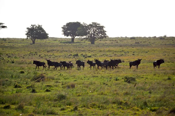 Desenfoque Reserva Natural Vida Silvestre Kruger Sudáfrica Impala Silvestre — Foto de Stock