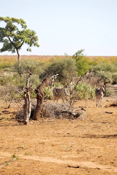 Sfocatura Sud Africa Kruger Riserva Naturale Della Fauna Selvatica Zebra — Foto Stock