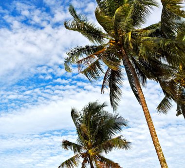  palmiye yaprak ve dal görünümü aşağı