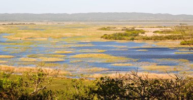   Güney Afrika su birikintisi Gölü tabiatı ve bush