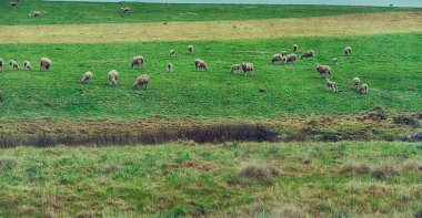  Güney Afrika'da bitki toprak bush ve koyun