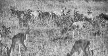  Güney Afrika yaban hayatı Impala içinde