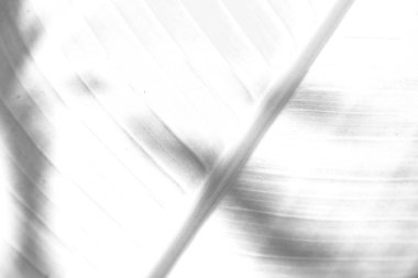 yaprak gibi arka plan kapat