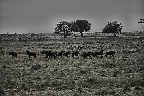 In south africa     wildlife     buffalo — Stock Photo, Image