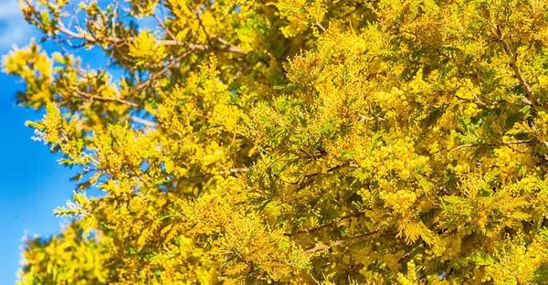 In  wildlife  mimosa  plant and tree — Stock Photo, Image