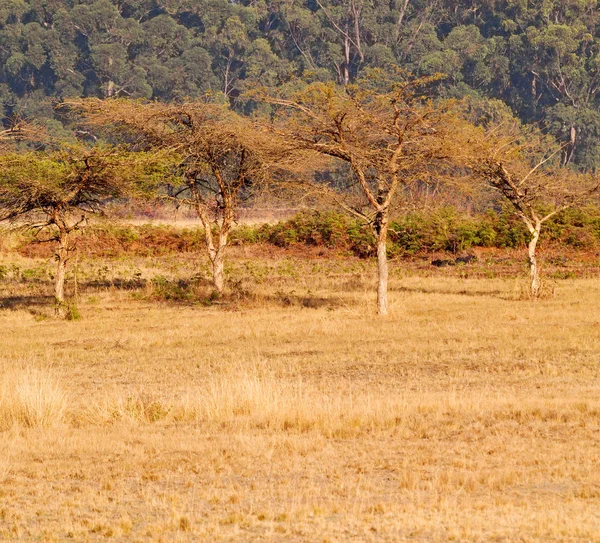 Wild nature reserve, swaziland — Stockfoto