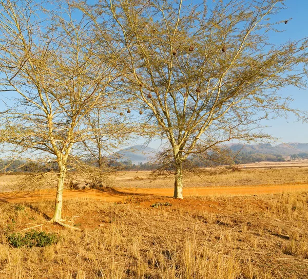 Na reserva natural de vida selvagem da Suazilândia — Fotografia de Stock