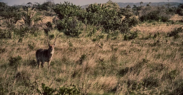 南アフリカの野生動物のインパラの — ストック写真