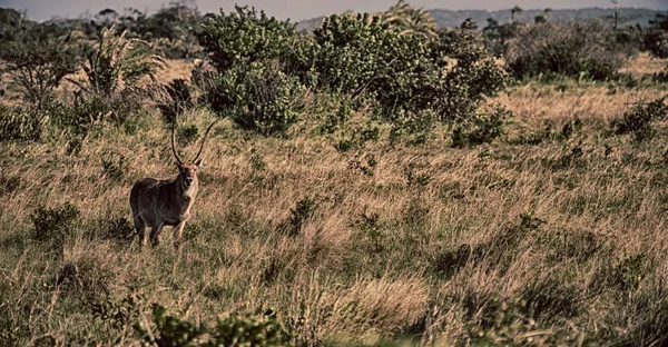 In Sudafrica fauna selvatica impala — Foto Stock