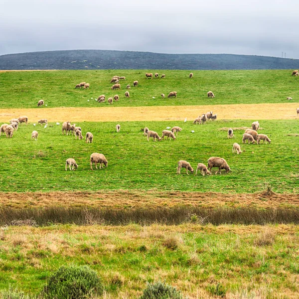 En Sudáfrica planta tierra arbusto y oveja —  Fotos de Stock