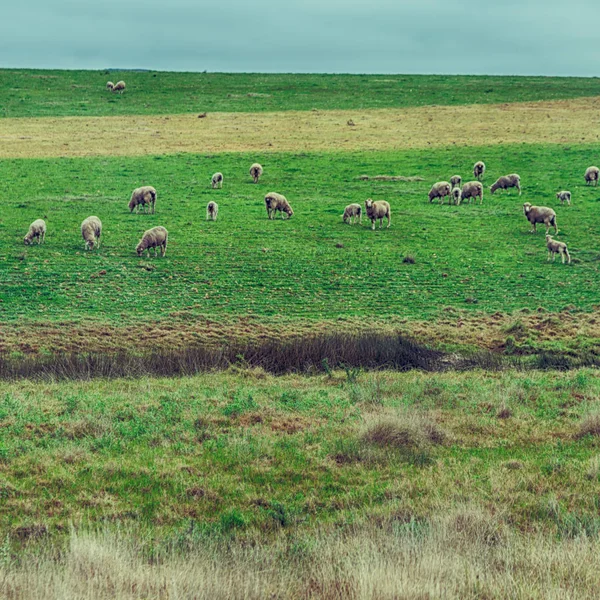 В Южной Африке завод земли куст и овец — стоковое фото