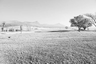 Svaziland mlilwane yaban hayatı doğa rezerv dağ ve ağaç bulanıklığı