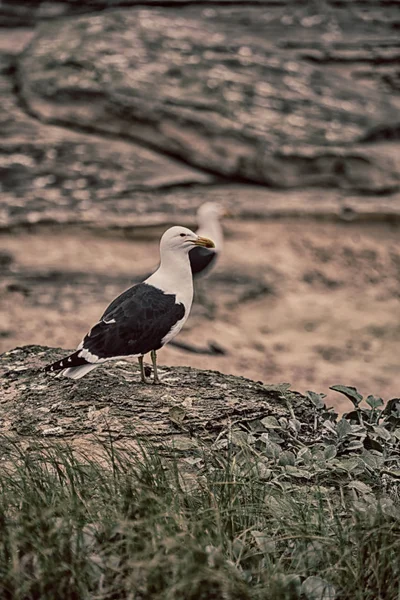 海鸥在南非洲海岸线海角 — 图库照片