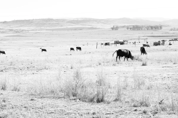 Na África do Sul arbusto terra e árvore — Fotografia de Stock