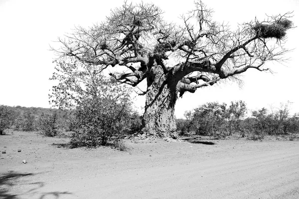 Verschwimmen Südafrikas Felsiger Straße Und Baobab Der Nähe Des Busch — Stockfoto