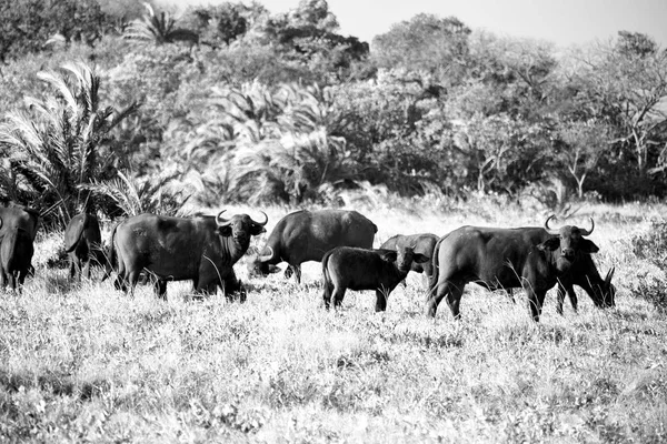 Güney Afrika Bulanıklık Kruger Yaban Hayatı Doğa Rezerv Vahşi Buffalo — Stok fotoğraf