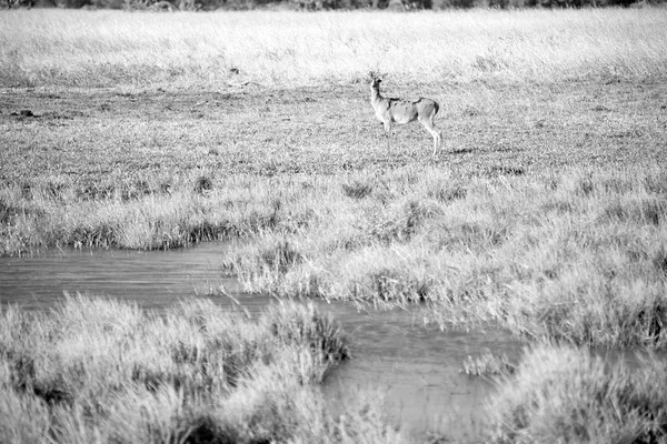 Verschwimmen Südafrikanischen Kruger Wildlife Nature Reserve Und Wilden Impala — Stockfoto