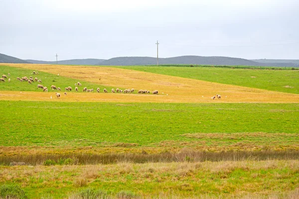 В Южной Африке завод земли куст и овец — стоковое фото