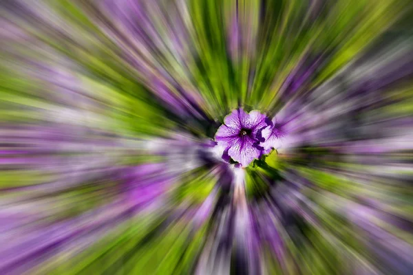 In oman flowers and garden zoom blurred — Stock Photo, Image