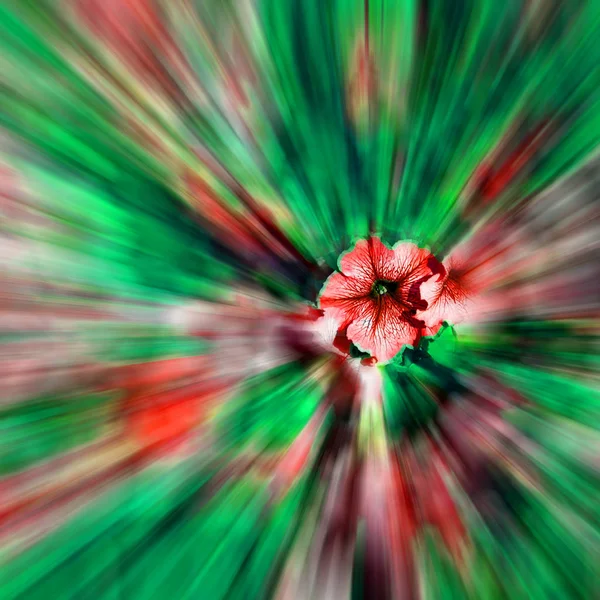 In oman flowers and garden zoom blurred — Stock Photo, Image