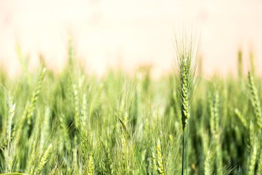 İran'da çiftlik ekili  