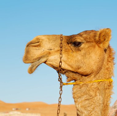 Umman boş dörtte çöl gökyüzüne yakın bir ücretsiz dromedary içinde